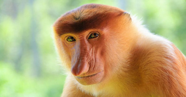 Get-to-know-the-Proboscis-Monkey-2-600x315-cropped.jpg
