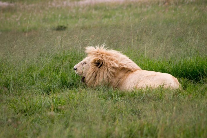 What are Nocturnal Animals?