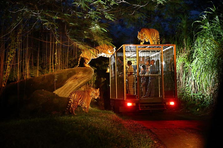 What are Nocturnal Animals?