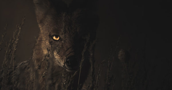 What are Nocturnal Animals? - Bali Safari Marine Park What are Nocturnal Animals? - Bali Safari Marine Park