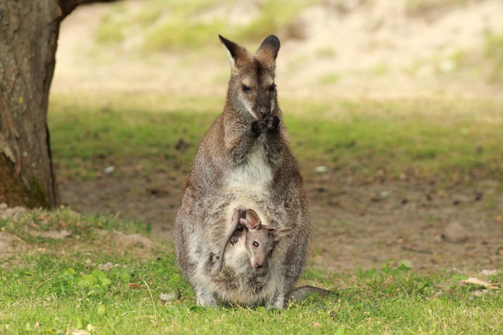 What makes an animal a Mammal