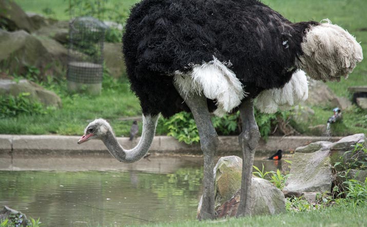 Ostrich Bali Safari Park