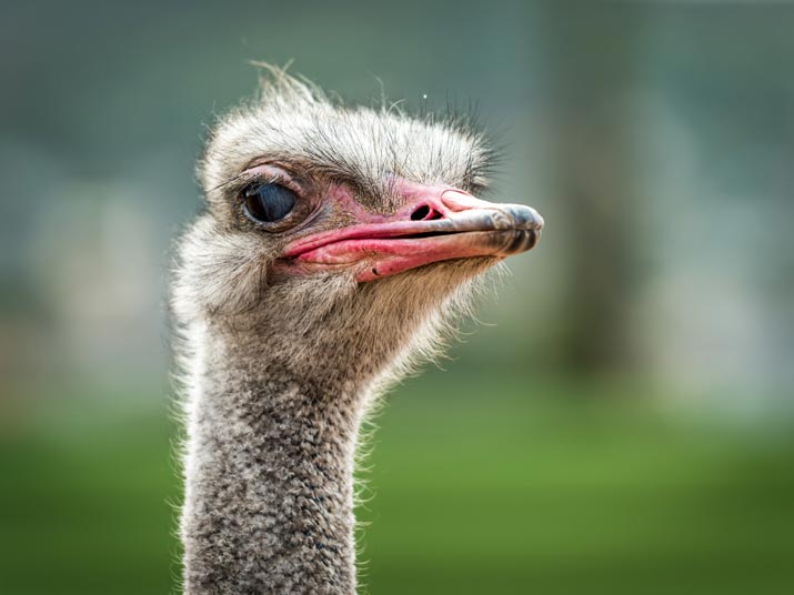 Ostrich – The Flightless Bird! - Taman Safari Bali