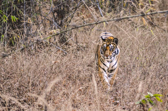 What animals belong to the cat family?