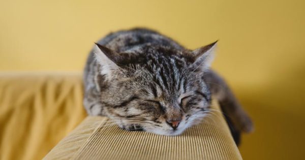 Information about cat sales family