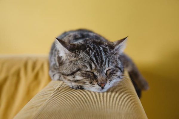What animals belong to the cat family? - Bali Safari Marine Park