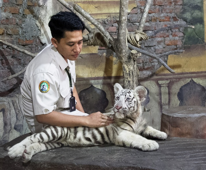 10 White Tiger Facts - Fact Animal