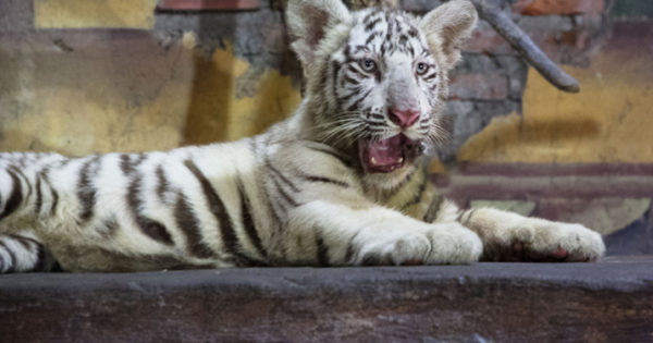 10 Lines on White Tiger in English, Few Lines on White Tiger