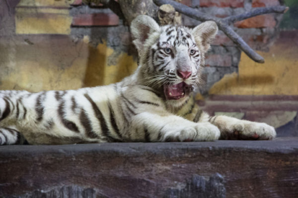 White Bengal Tigers - Key Facts, Information & Pictures