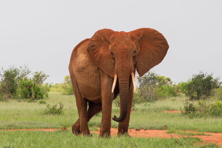 15 Wild (But True) Things about The Elephant - Bali Safari Marine Park 15 Wild (But True) Things about The Elephant - Bali Safari Marine Park