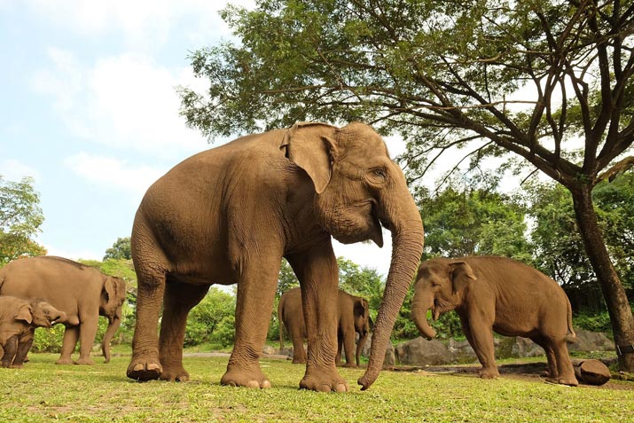 Animals with an Exceptional Sense of Smell - Bali Safari Marine Park Animals with an Exceptional Sense of Smell - Bali Safari Marine Park