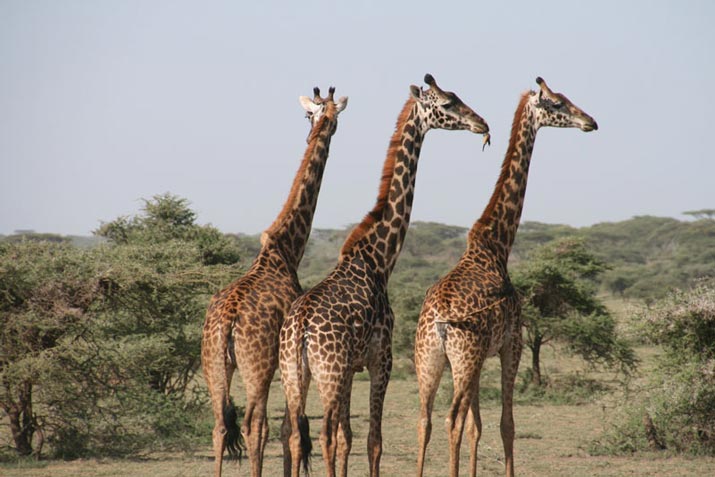 Diurnality – Diurnal Animals in Bali - Bali Safari Marine Park Diurnality – Diurnal Animals in Bali - Bali Safari Marine Park