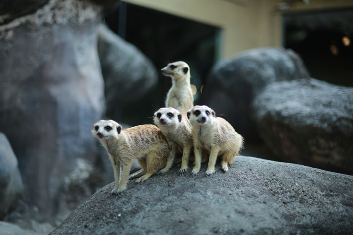Fun facts about Meerkats! - Bali Safari Marine Park Fun facts about Meerkats! - Bali Safari Marine Park