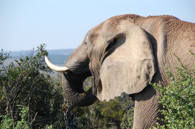 Get to know the Asian Elephant - Taman Safari Bali