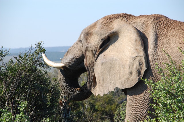 5. Elephant Tusk Nail Designs: A Reflection of African Heritage - wide 7