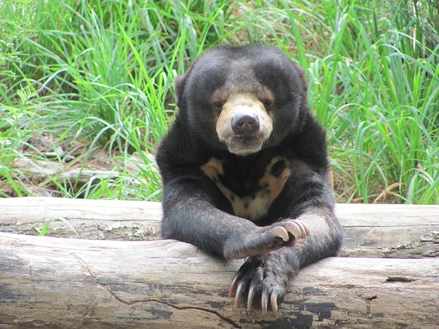 Sun Bear Facts - Taman Safari Bali