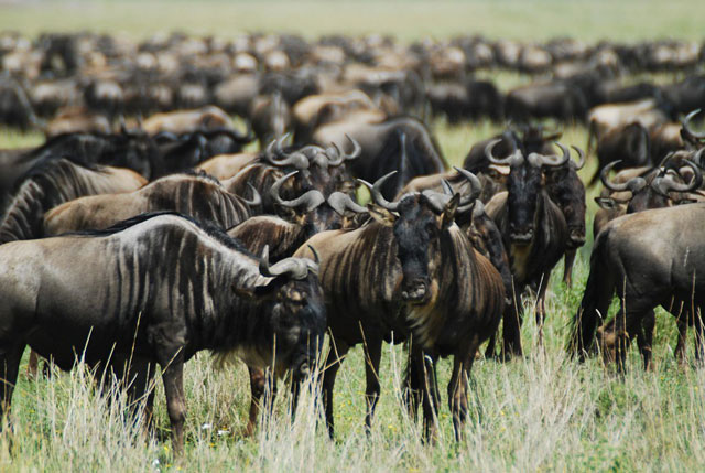 Wildebeest Facts - Bali Safari Marine Park Wildebeest Facts - Bali Safari Marine Park