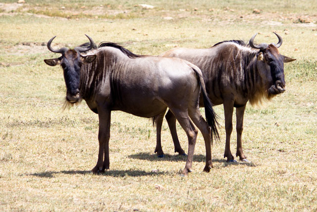 Wildebeest Facts - Bali Safari Marine Park
