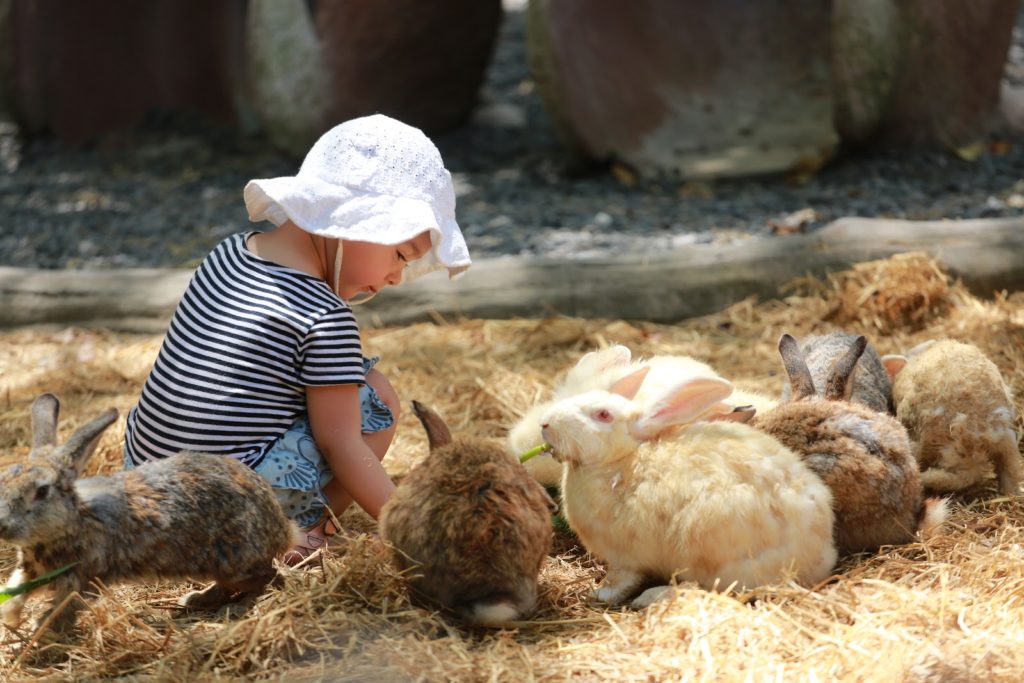 petting zoo bali safari