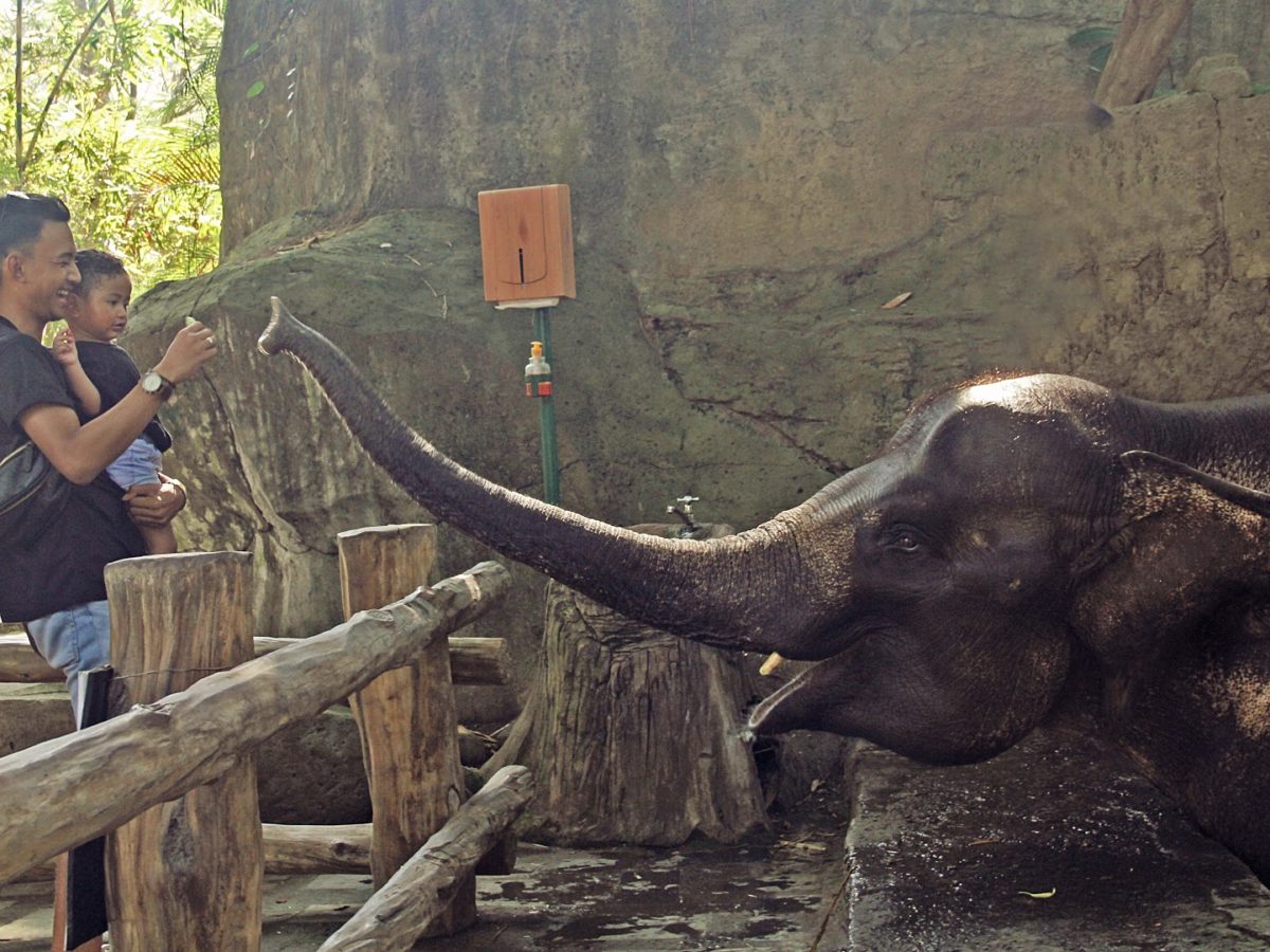 elephant-feeding-new2-1200x900