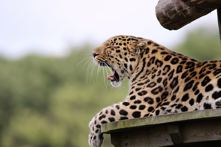 Interesting Facts about Leopards - Bali Safari Marine Park