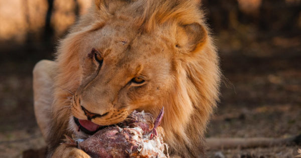 How Lions Hunt Their Prey - Bali Safari Marine Park How Lions Hunt Their Prey - Bali Safari Marine Park