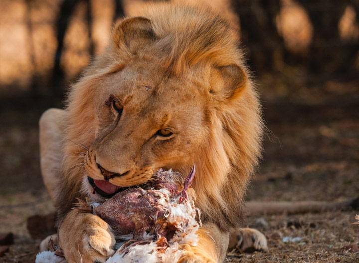 lion feasting