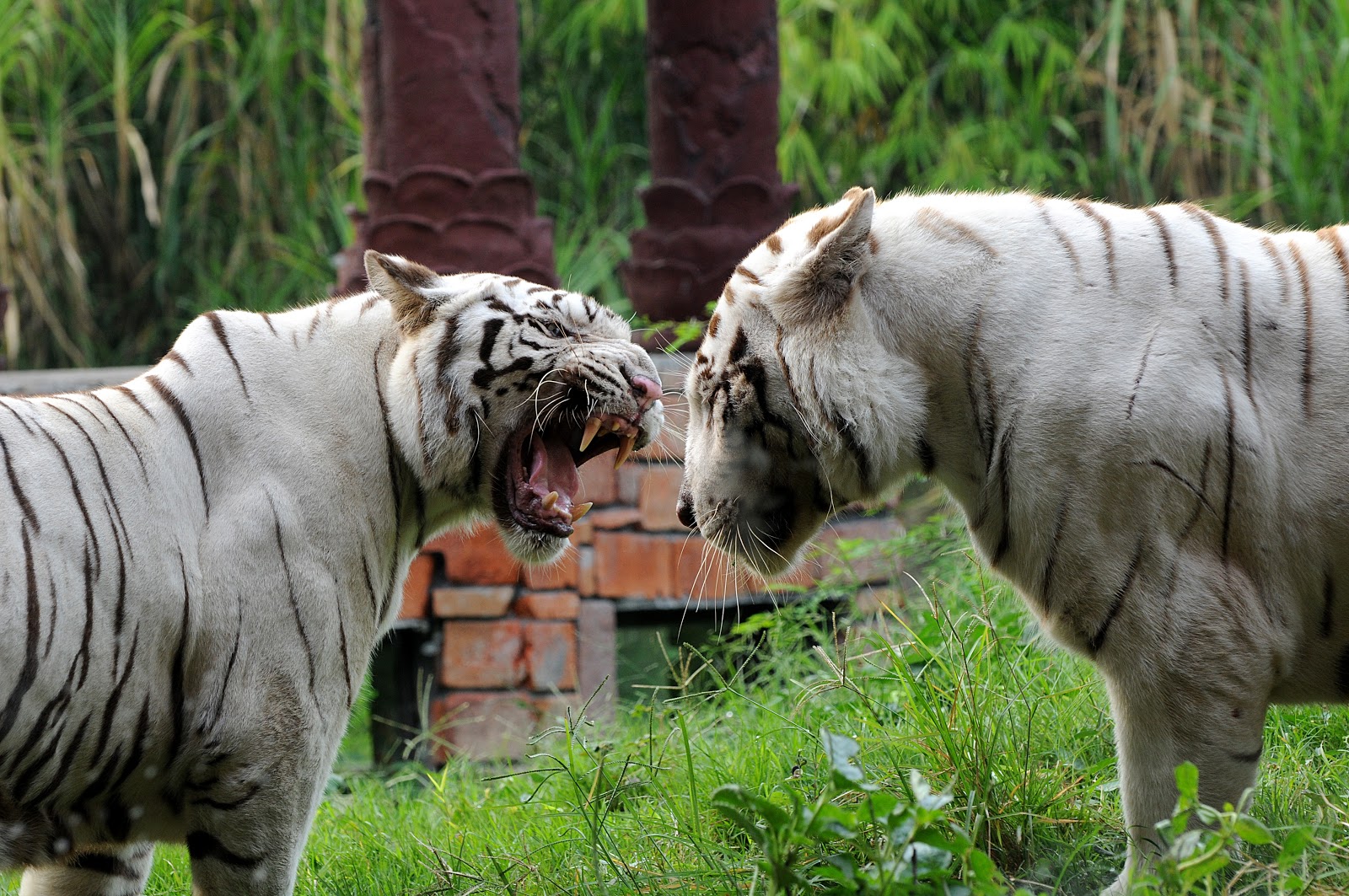 harimau di taman safari