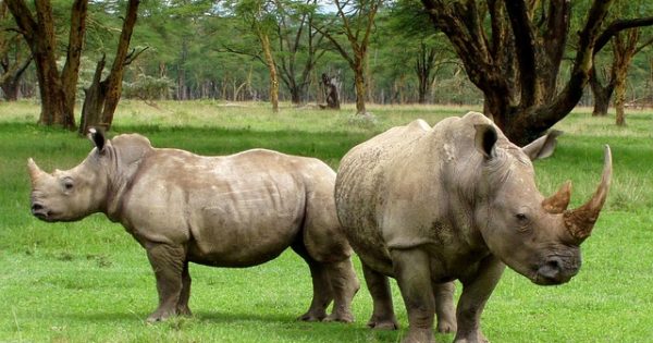 Rhinos and Hippos - Difference and Comparison? - Bali Safari Marine Park