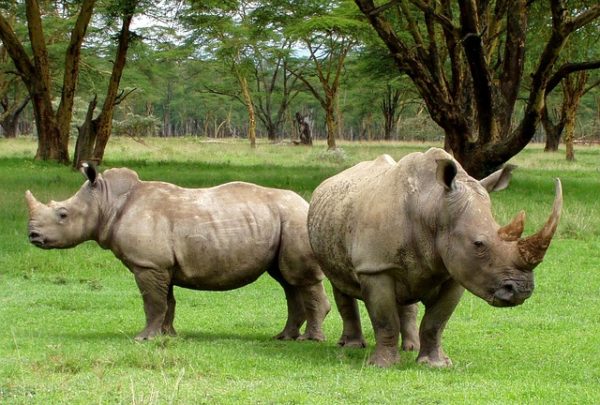 Rhinos and Hippos - Difference and Comparison? - Bali Safari Marine Park