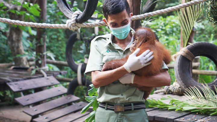 bon bon orangutan cared by bali safari