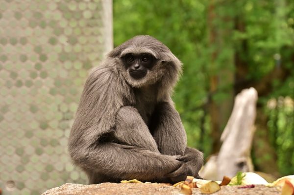 The Silvery Gibbon - Taman Safari Bali