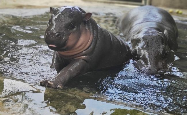 hipopótamo pigmeu