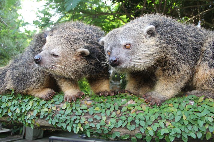 binturong animal in safari night