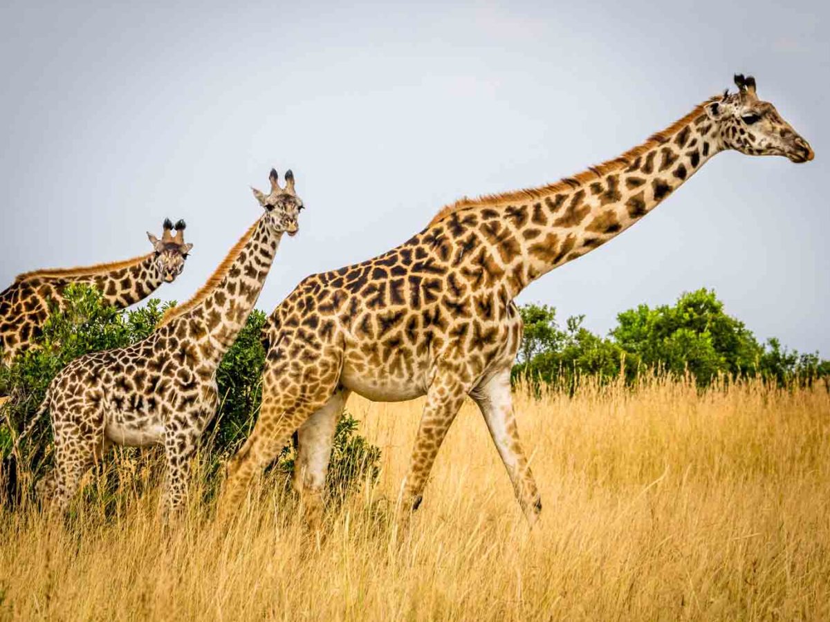 How Do Giraffe Communicate? - Bali Safari Marine Park