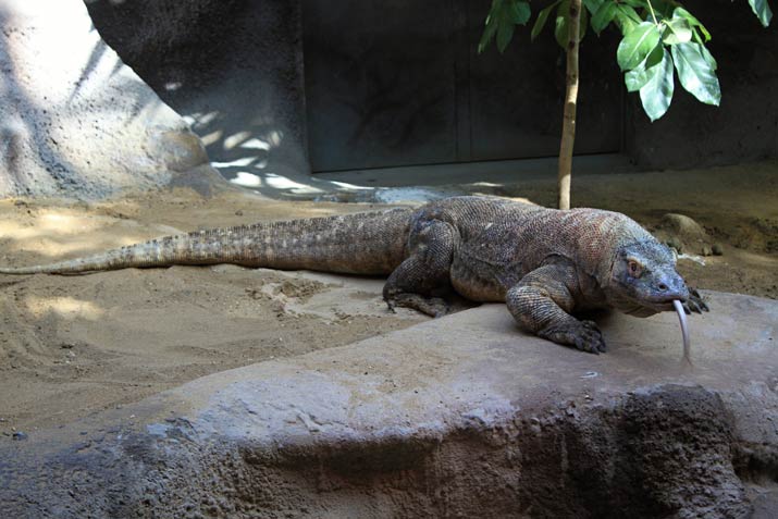 komodo dragon animal