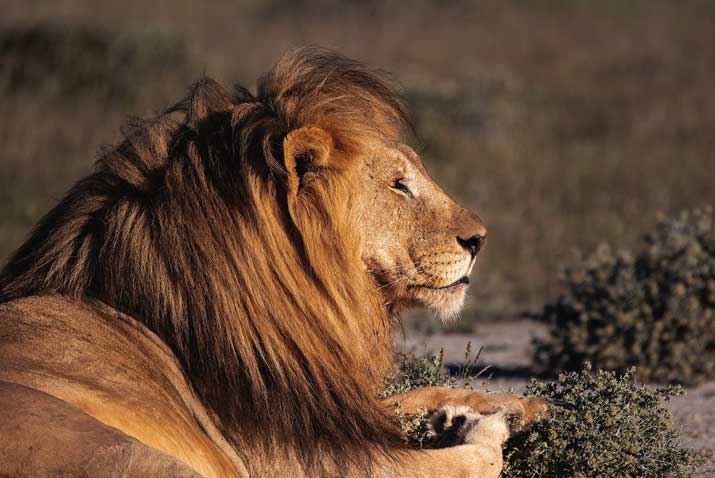 lion animal in bali safari night