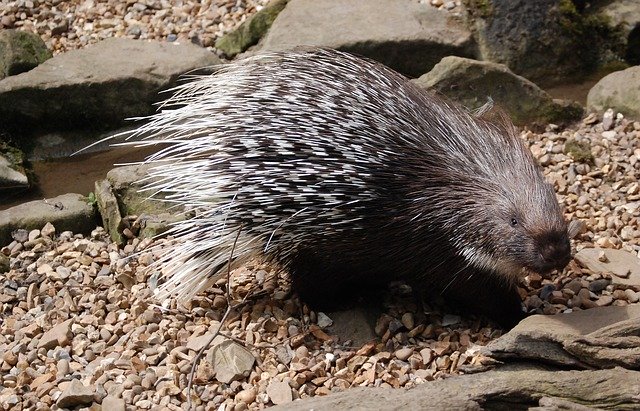 porcupine-in-bali-safari-night