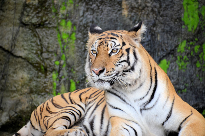 tiger in bali safari night