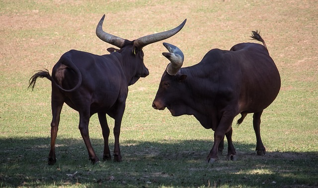 8 Surprising Facts about the Watusi Cattle