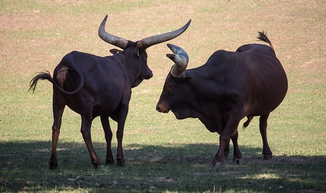 watusi