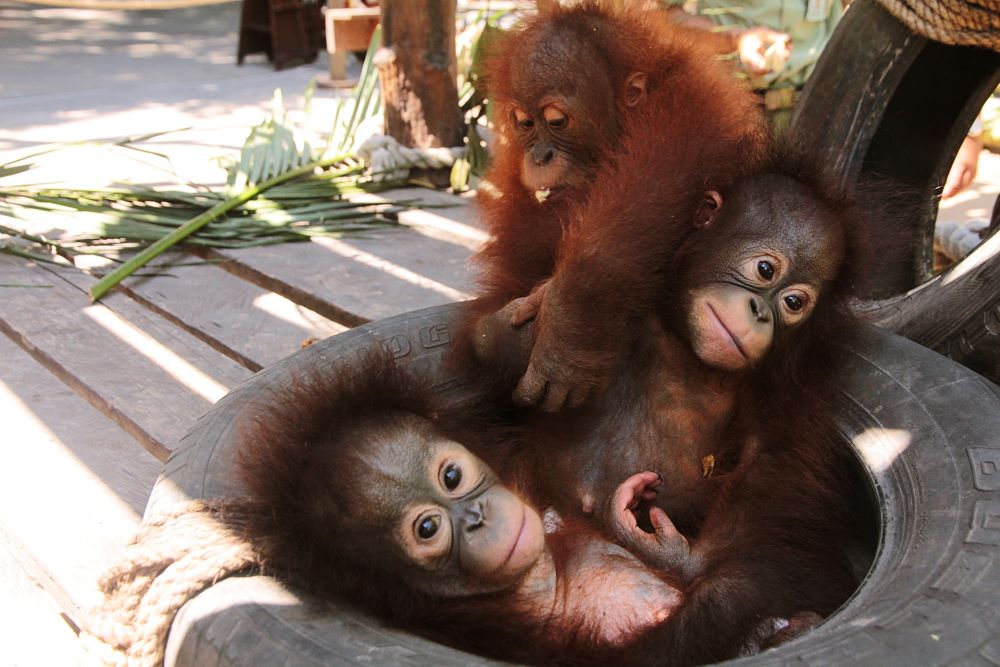 Difference Between Monkeys and Apes - Taman Safari Bali