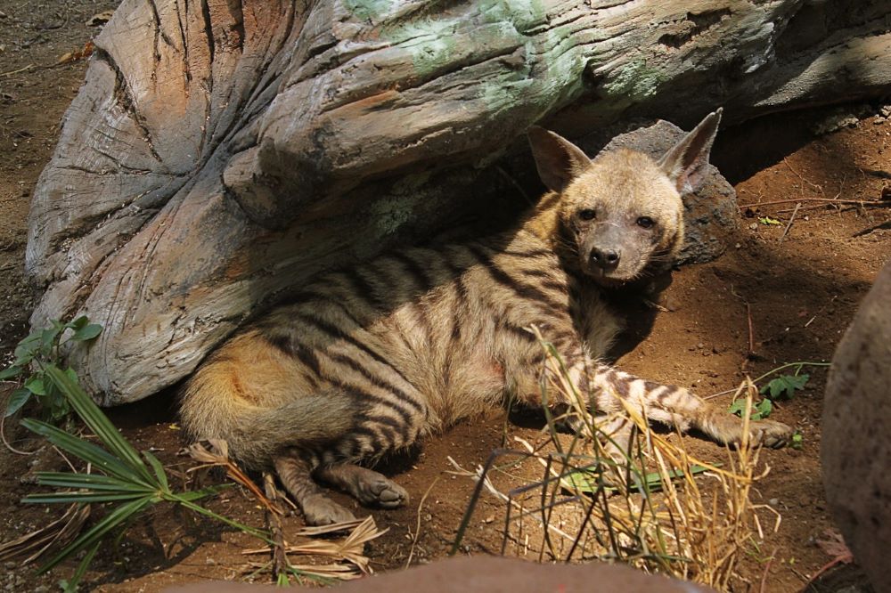 Welcoming the Striped Hyenas - Bali Safari Marine Park Welcoming the Striped Hyenas - Bali Safari Marine Park