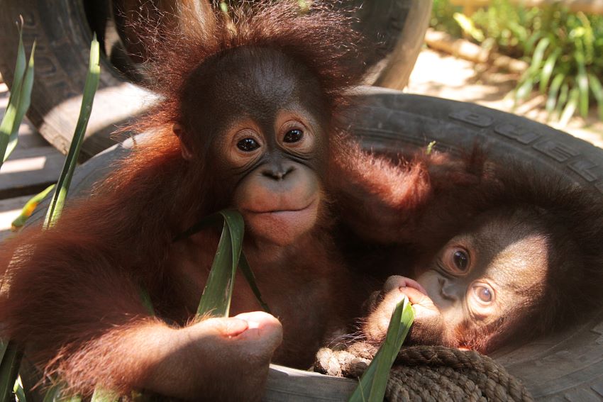 Difference Between Monkeys and Apes - Taman Safari Bali