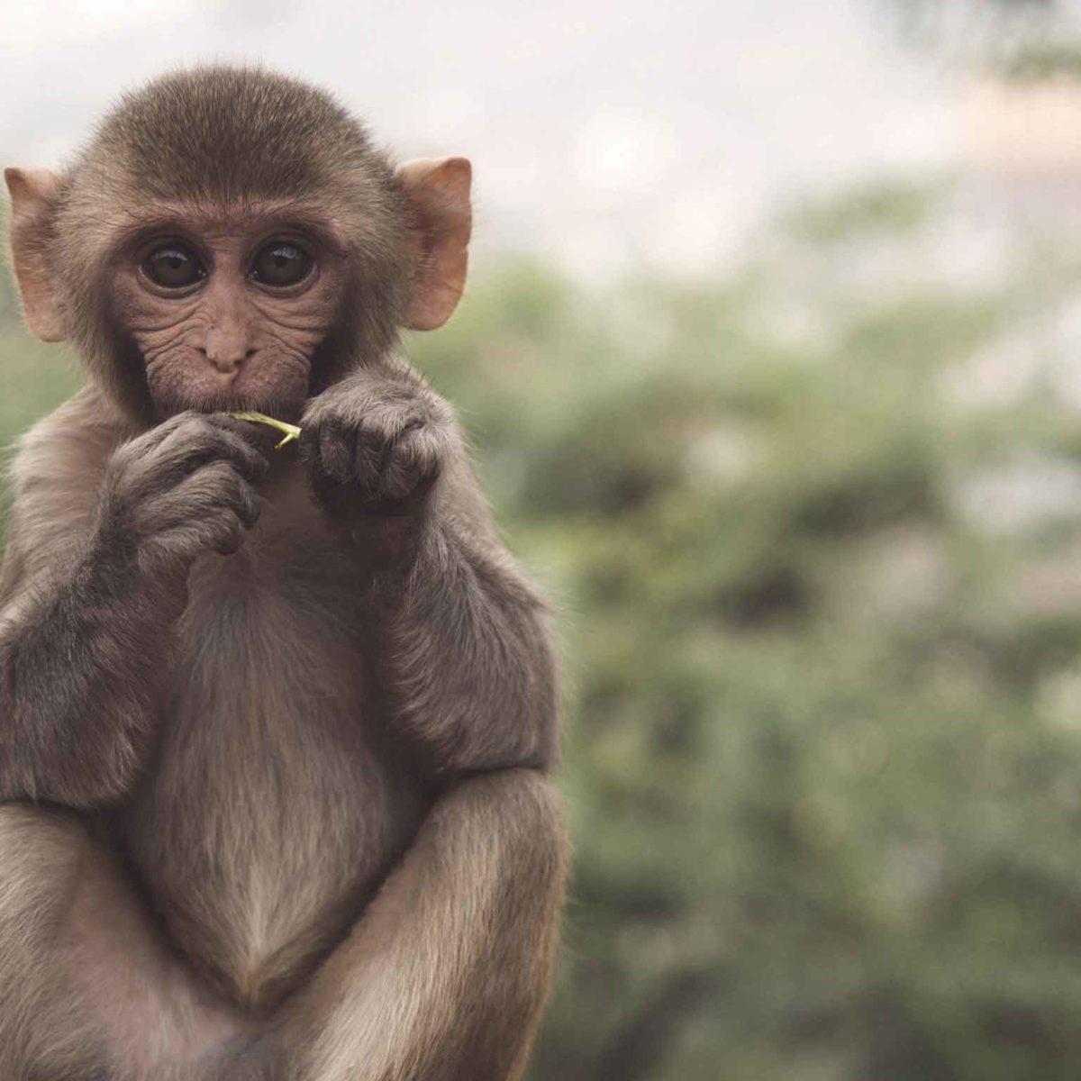 Difference Between Monkeys and Apes - Taman Safari Bali