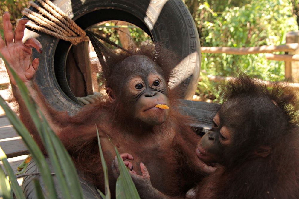 Difference Between Monkeys and Apes - Taman Safari Bali