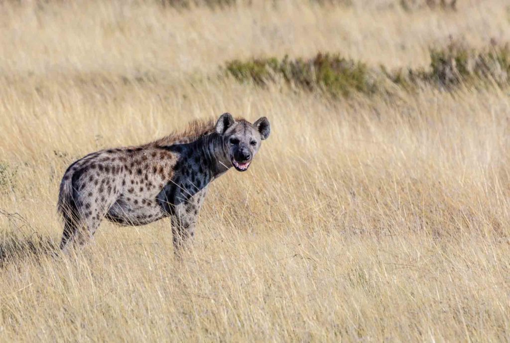 hyena-bali-safari