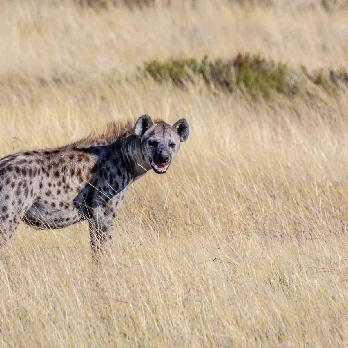 are hyenas more like dogs or cats