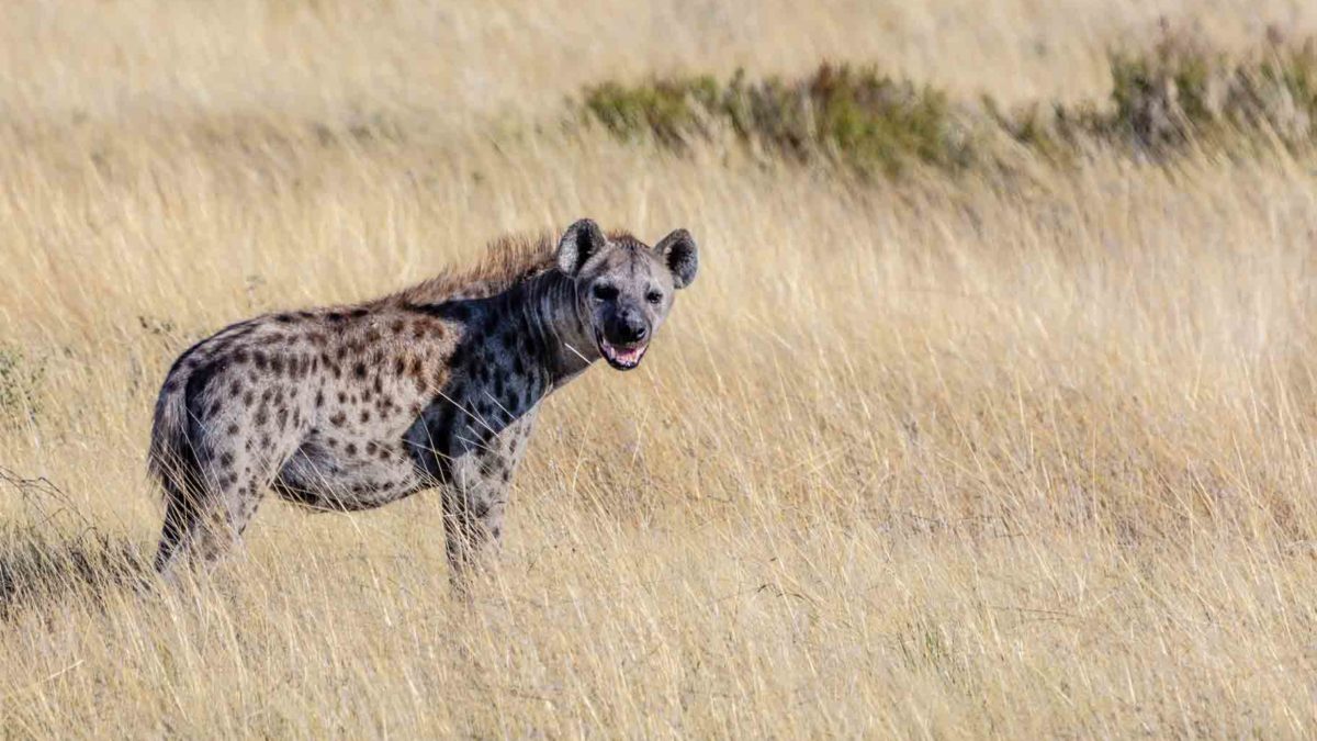6 Facts About Hyena You Might Not Know - Bali Safari Marine Park