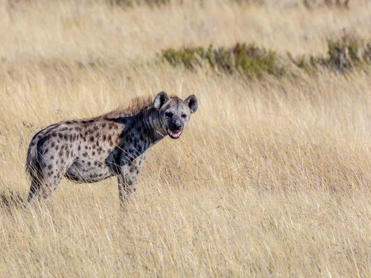 6 Facts About Hyena You Might Not Know - Bali Safari Marine Park